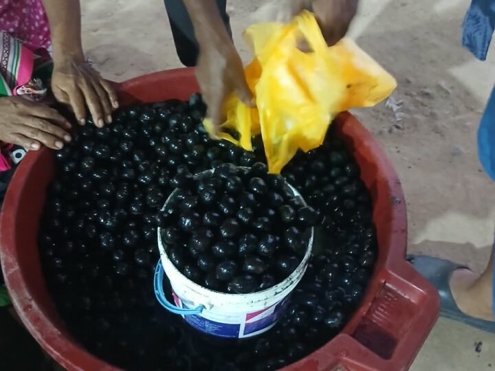 Ungurahui remojado en un tinajeón, medido con balde para la venta