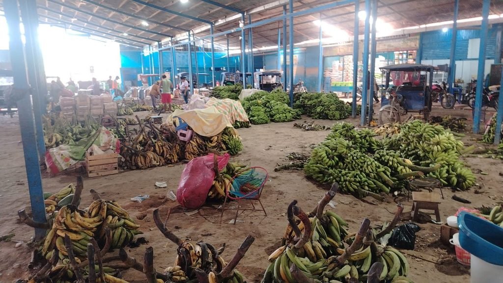 Racimos de plátano bellaco descargados en el piso del mercado
