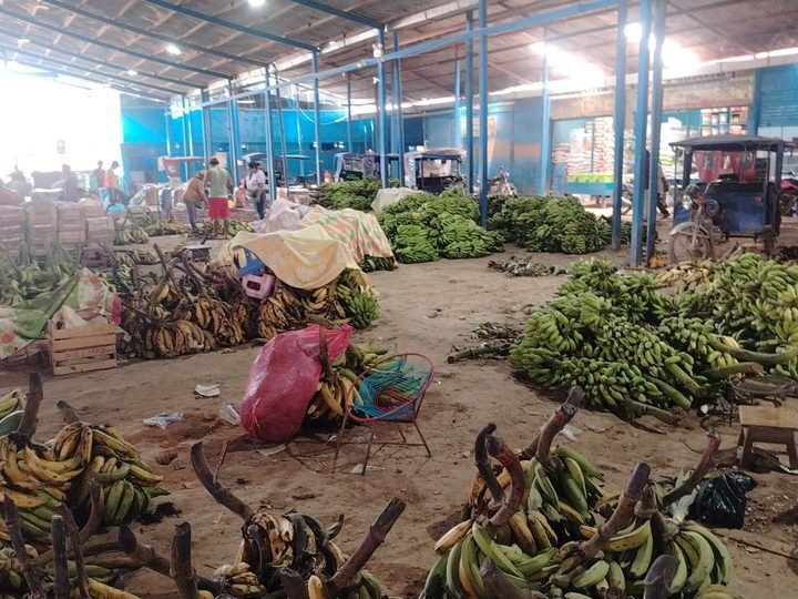 Racimos de plátano bellaco descargados en el piso del mercado
